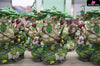 The Legend of Zelda Hestu Resin Statue - Wake Studio [In-Stock] Full Payment The Legend of Zelda